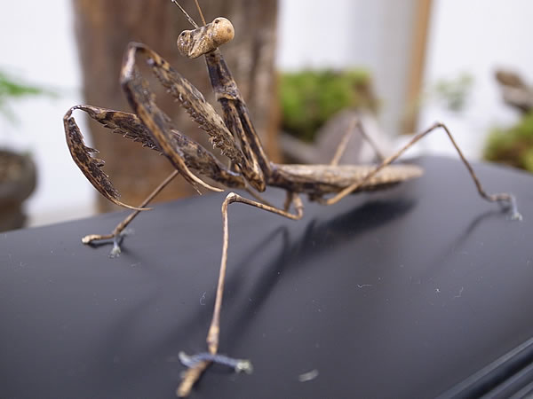 スーパーリアルな竹の虫 - 竹虎四代目がゆく！